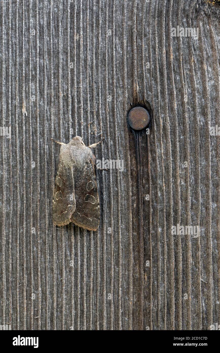 Clouded Drab Moth; Orthosia incerta; on Wood; UK Stock Photo