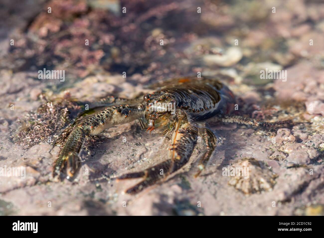 Common Squat Lobster; Galathea squamifera; UK Stock Photo