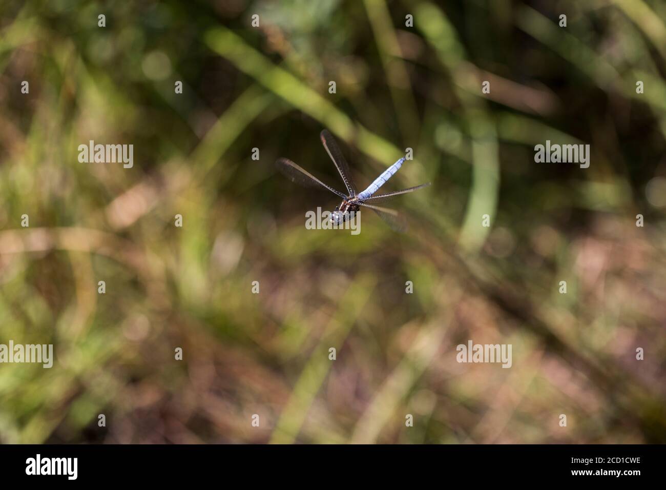 Keeled Skimmer; Orthetrum coerulescens; Male in Flight; UK Stock Photo