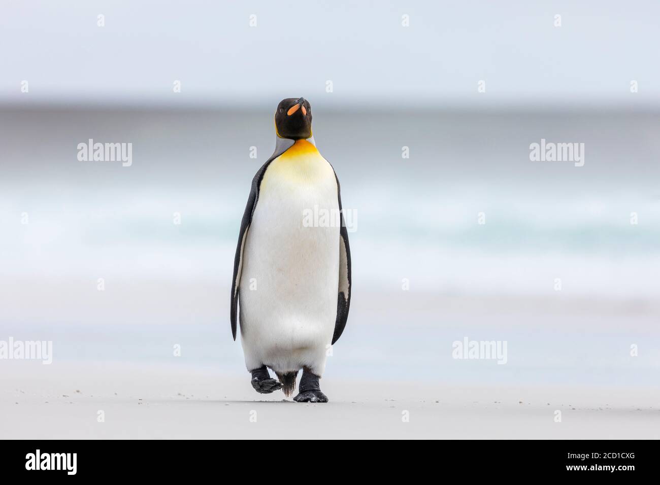 King Penguin; Aptenodytes patagonicus; Volunteer Point; Falklands Stock Photo