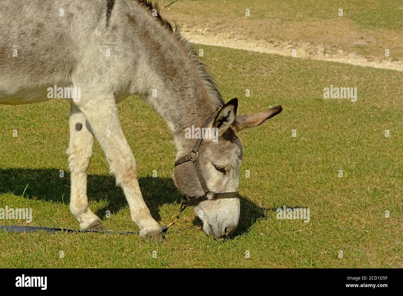 Animal portrait of a cutye grey donkey grazing in a meadow on a sunny ...