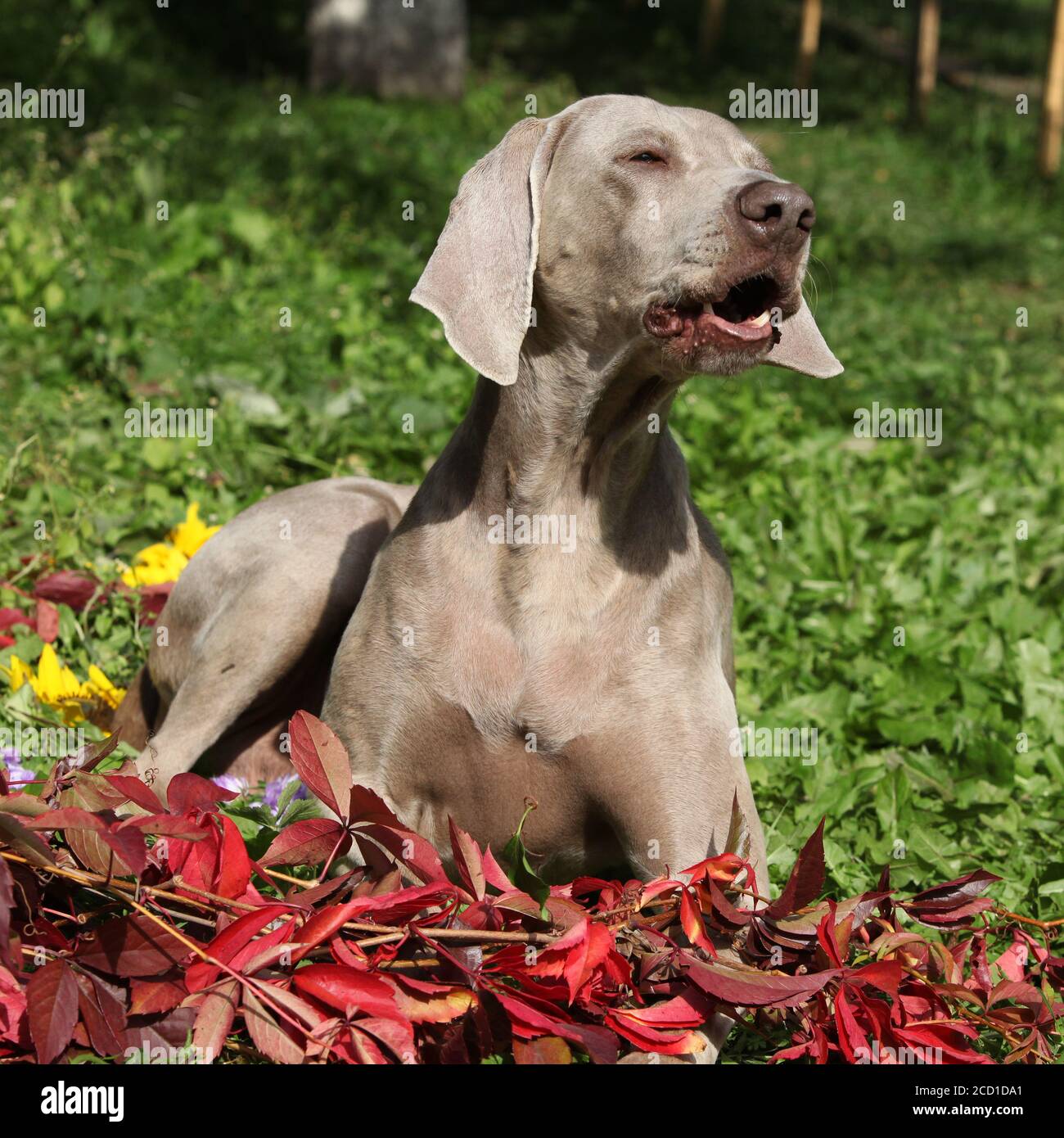 Nice Weimaraner Vorsterhund with red leaves in the garden Stock - Alamy