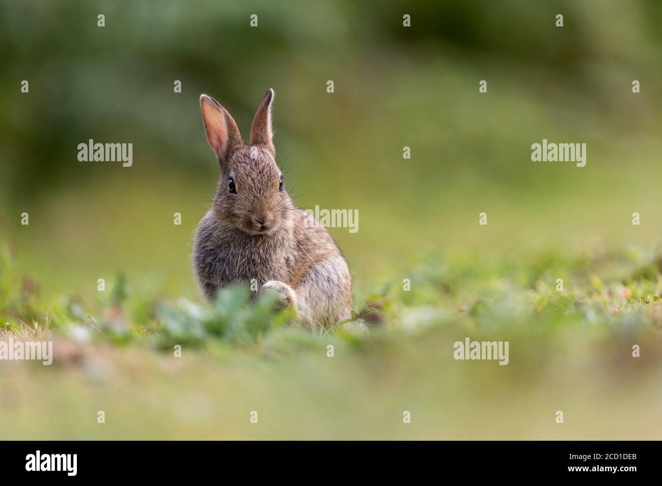 Rabbit; Oryctolagus cuniculus; Juevenile; UK Stock Photo