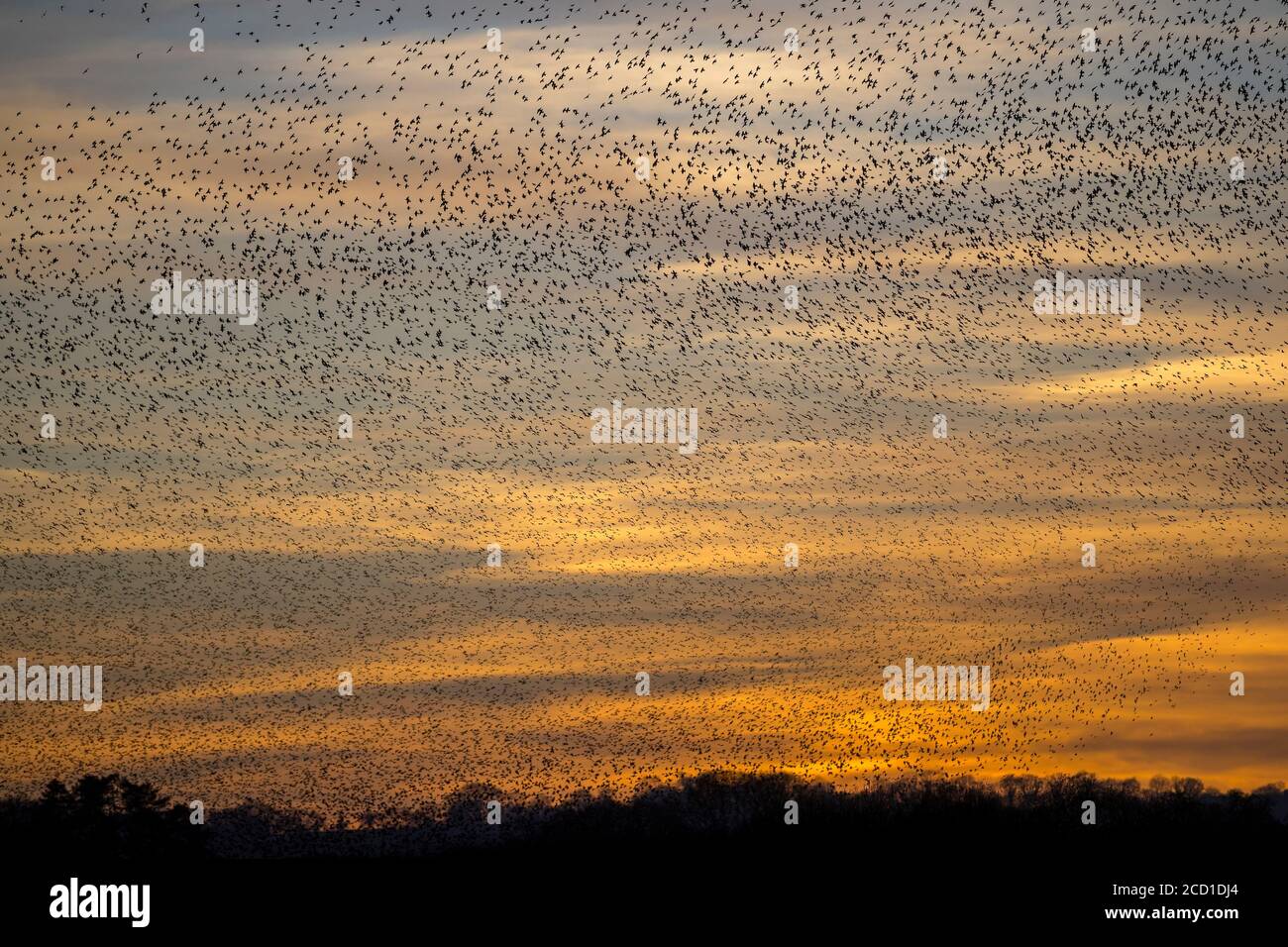 Starling; Sturnus vulgaris; Roost at Shapwick; Somerset; UK Stock Photo