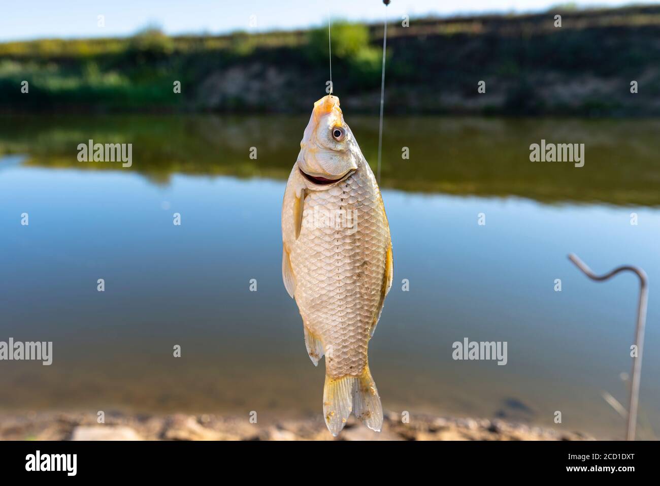 Crucian fish caught on bait by the lake, hanging on a hook on a