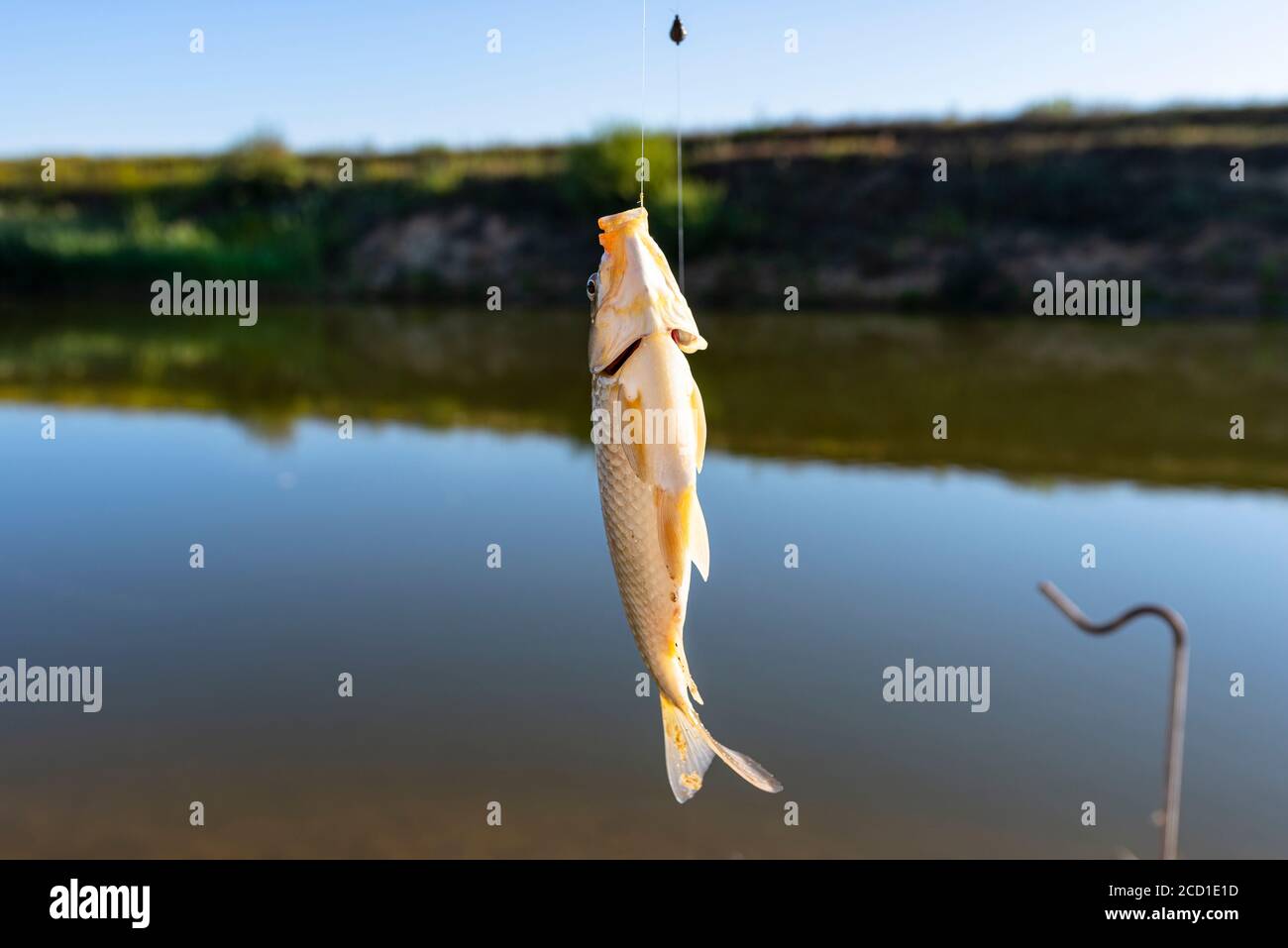 Swing fishing. Rods for carp fishing with a signaling close-up
