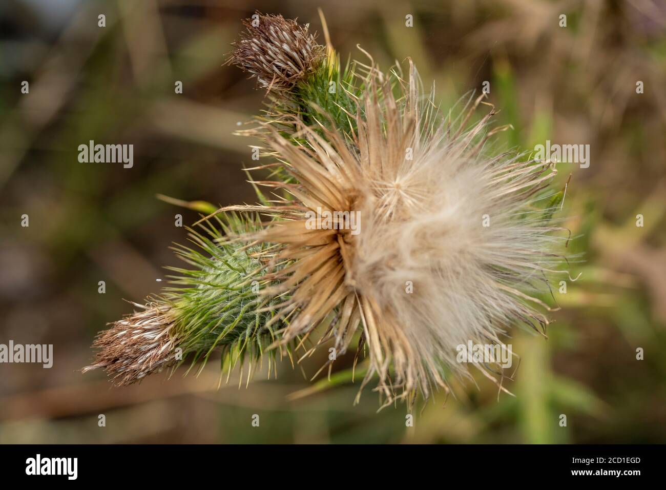 Abstract close-up nature portrait of thistle head in seed Stock Photo