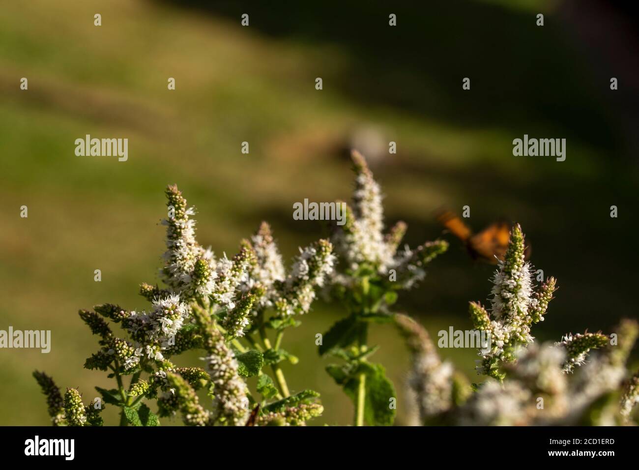 Garden mint allowed to flower to support garden wildlife, small scale conservation Stock Photo