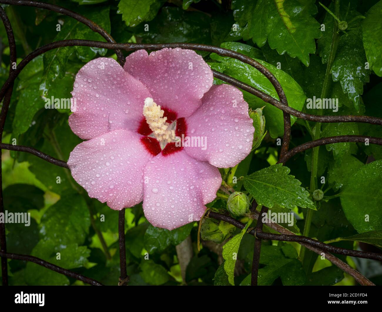 Pink rose of sharon flower with rain drops Stock Photo