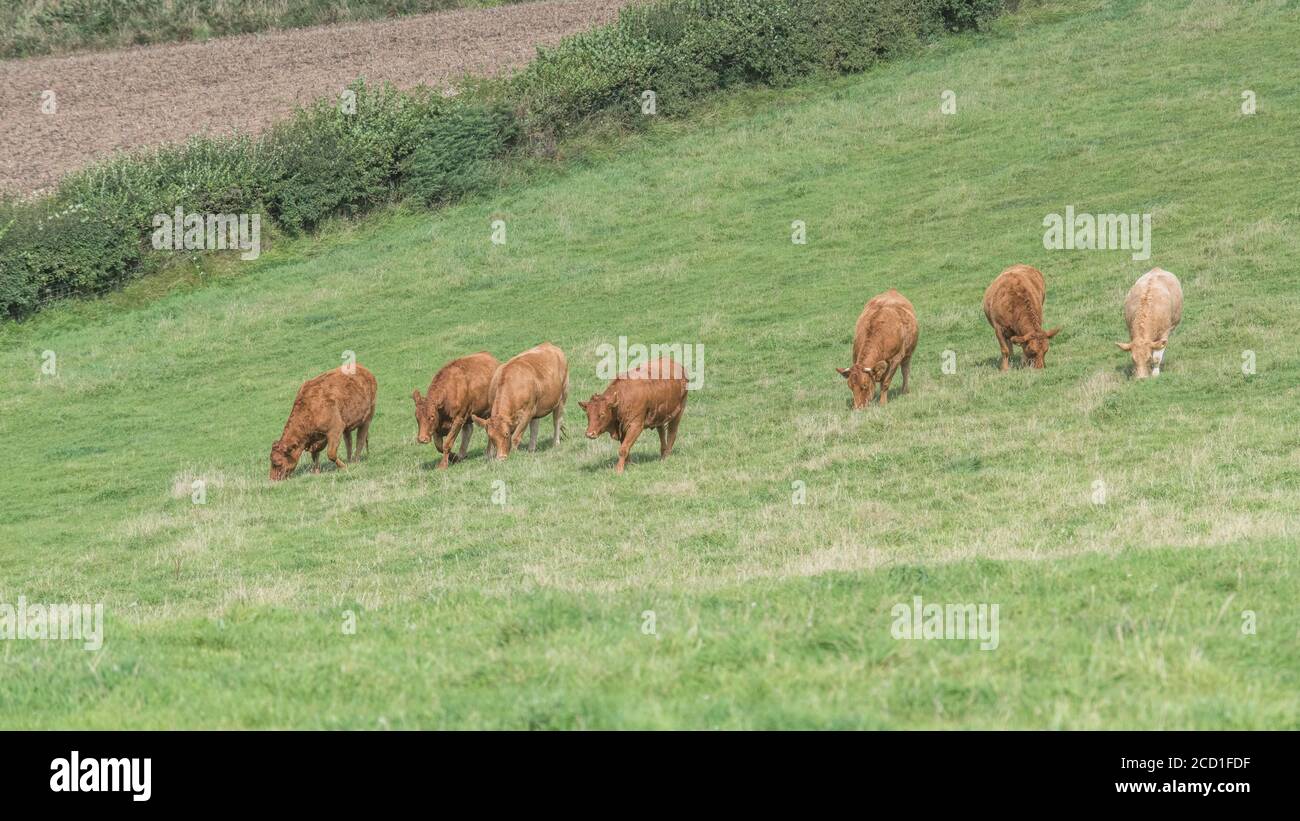 169 landscape. Brown coloured cows / cattle grazing in pasture. For UK