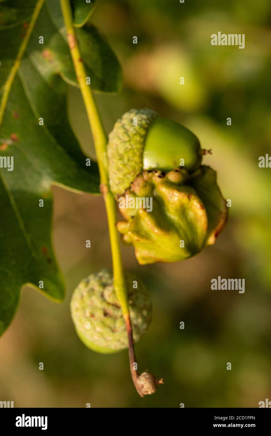 Oak tree acorns hanging in summer sunshine, Greater London, England, United Kingdom, Europe Stock Photo