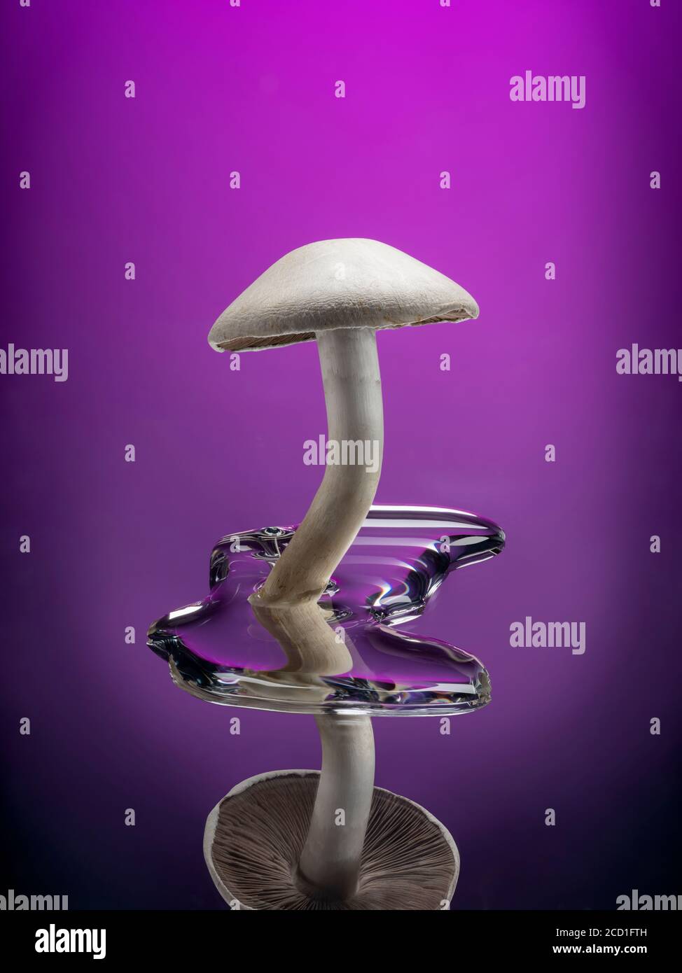 Artistic white mushroom in puddle of water with reflection, USA Stock Photo