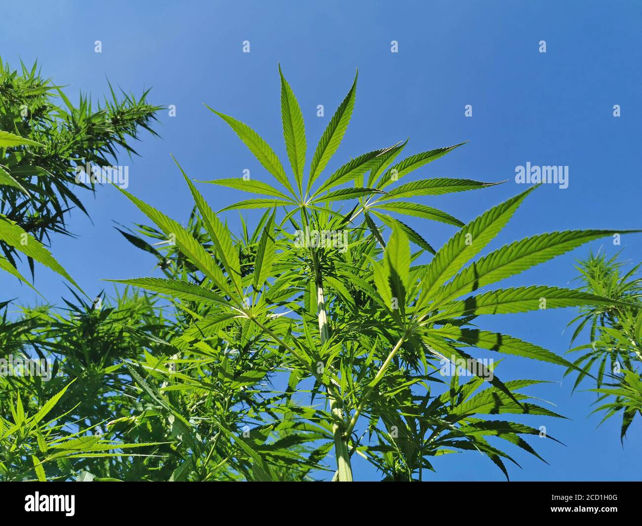 low angle view of hemp plants in front of a clear blue sky, background with copy space Stock Photo