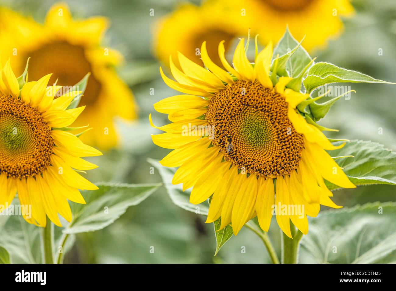 Yellow sunflowers close up. Field of sunflowers, beautiful nature rural ...