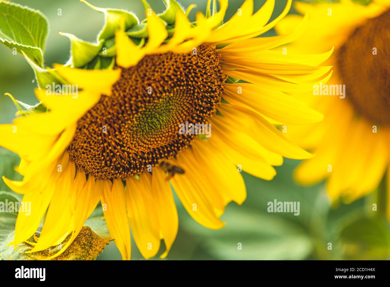 Yellow sunflowers close up. Field of sunflowers, beautiful nature rural ...