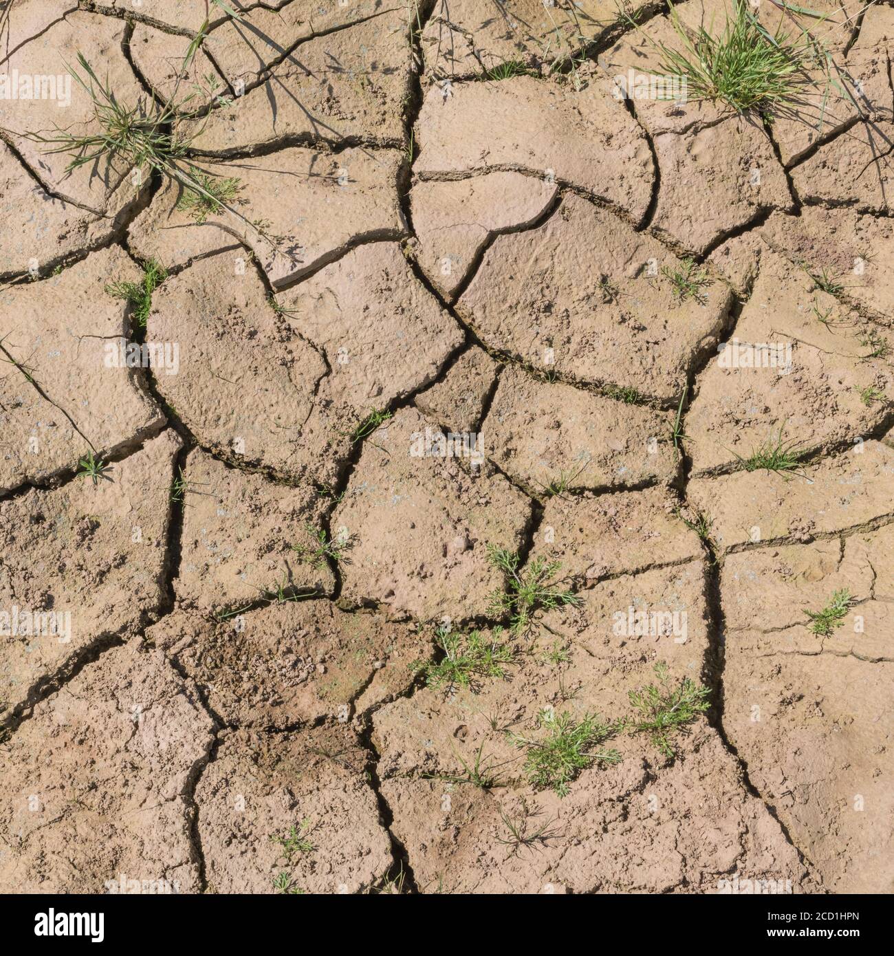 Silt-formed field soil crust cracking with lack of water. For drought, water shortage, soil science, soil mechanics, abstract soil, abstract drought. Stock Photo