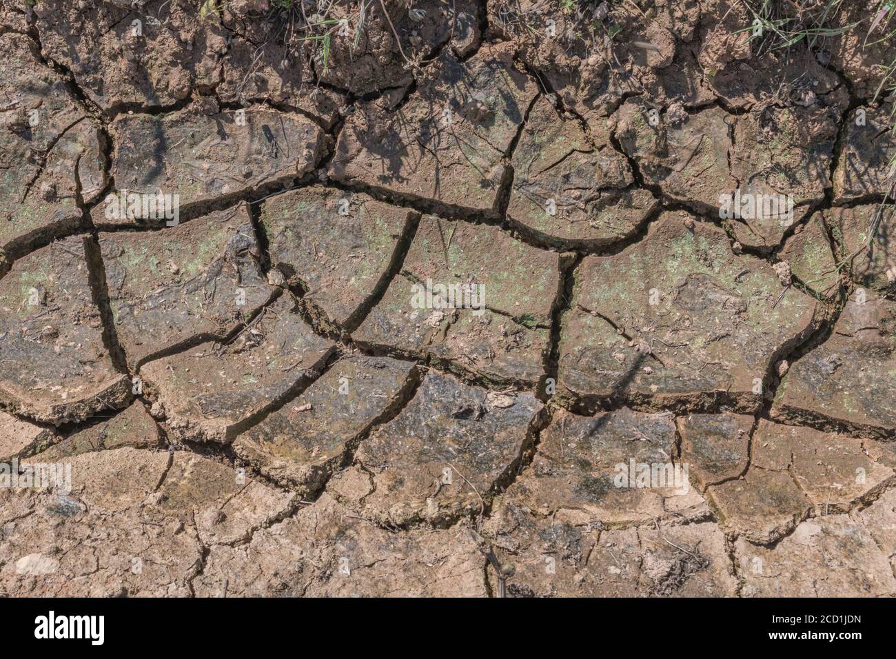Silt-formed field soil crust cracking with lack of water. For drought, water shortage, soil science, soil mechanics, abstract soil, climate change. Stock Photo