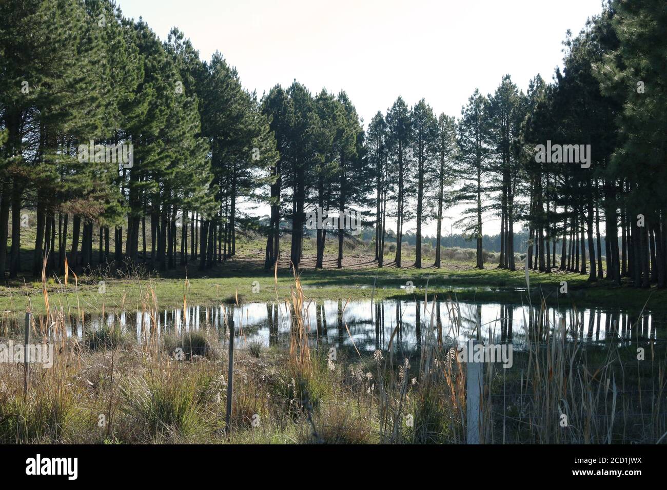 Reforestation wood - Pinus Elliotis. Large reforestation plantations and wood already cut for sale. Stock Photo