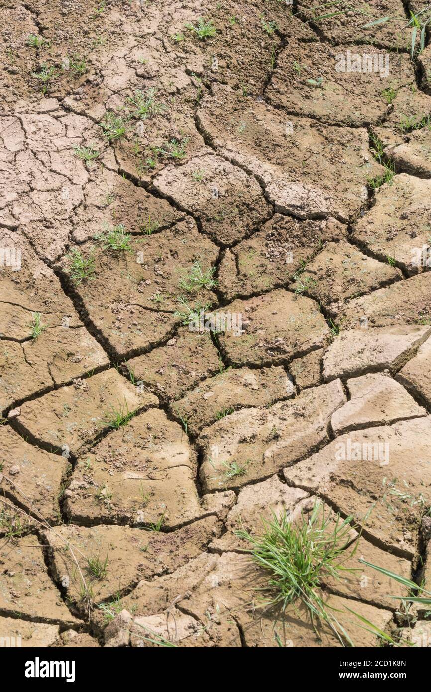 Silt-formed field soil crust cracking with lack of water. For UK drought, water shortage, soil science, soil mechanics, abstract soil, climate change Stock Photo