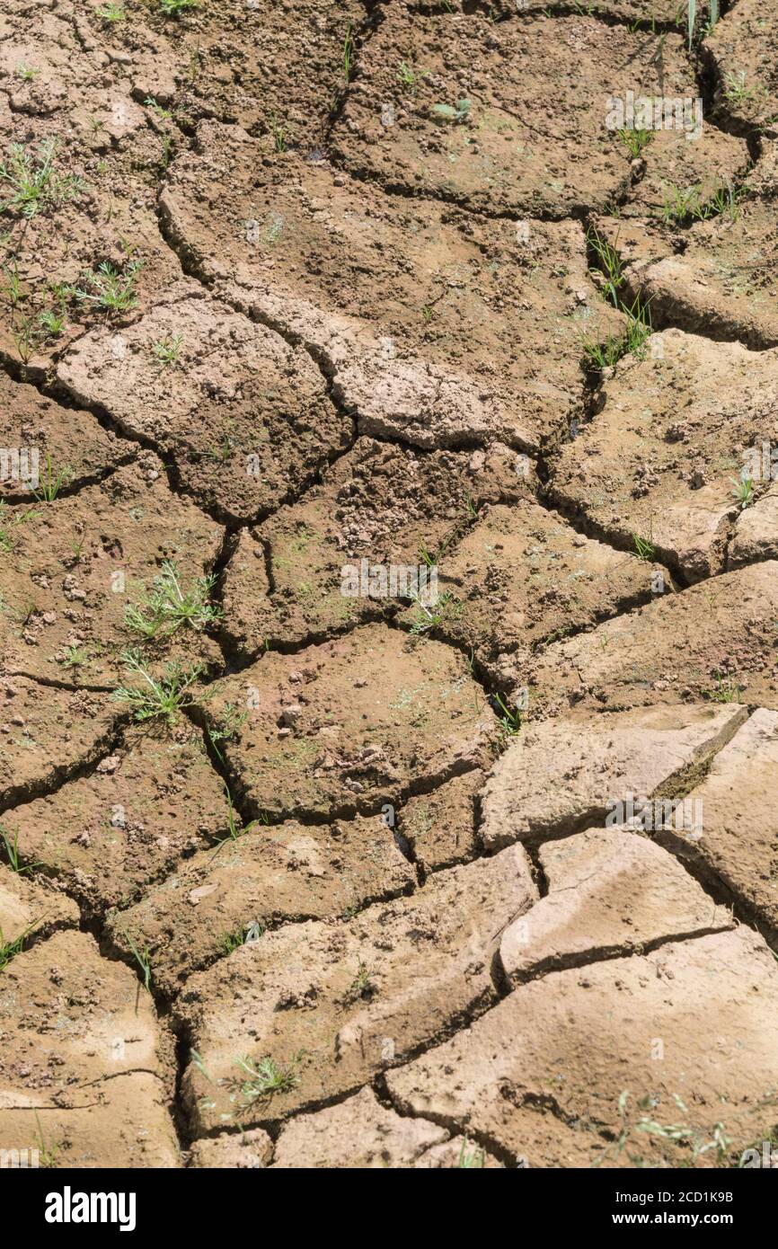 Silt-formed field soil crust cracking with lack of water. For UK drought, water shortage, soil science, soil mechanics, abstract soil, climate change Stock Photo