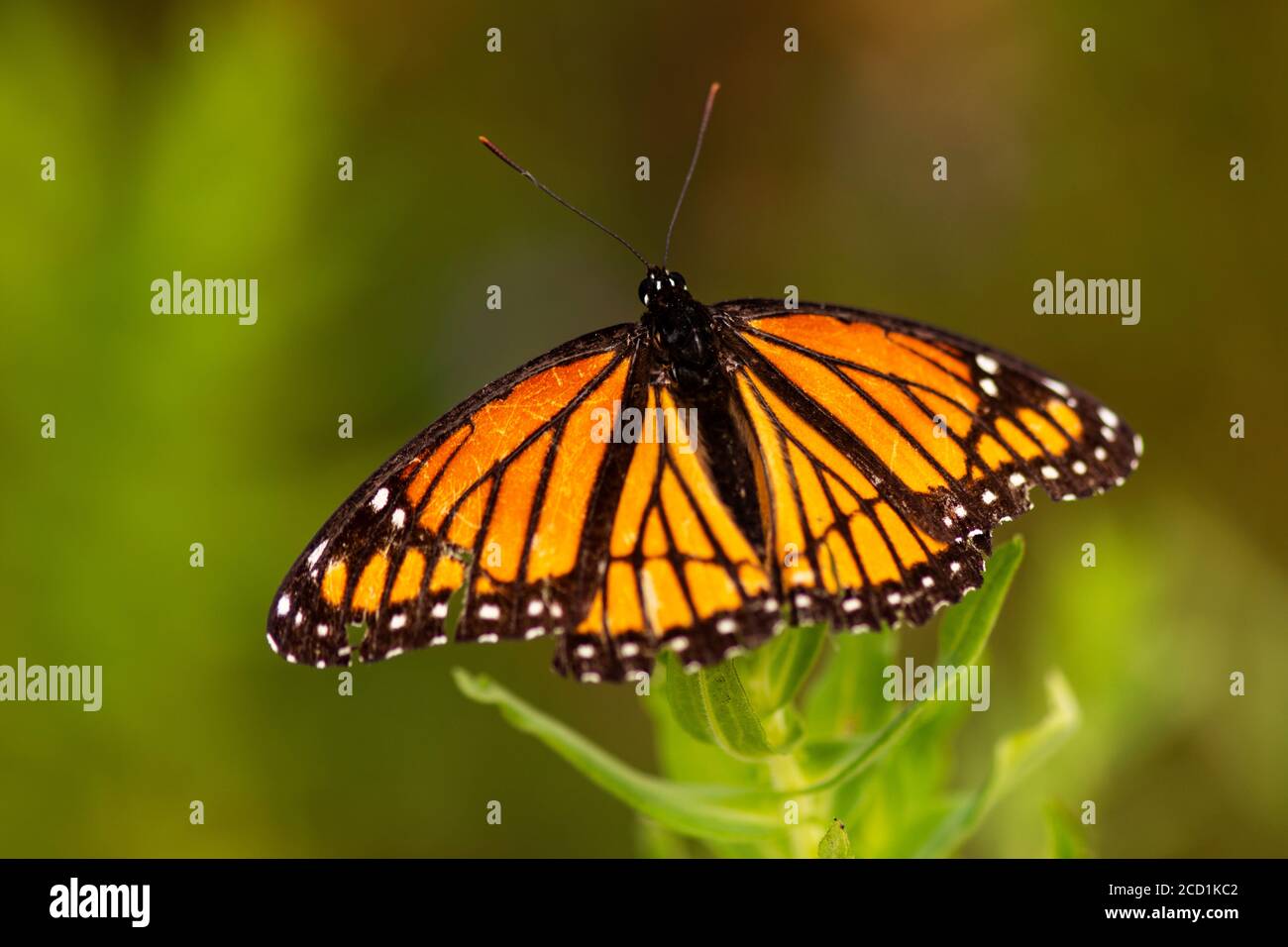 A Monarch Butterfly (Danaus plexippus) perched on a wild plant. Stock Photo