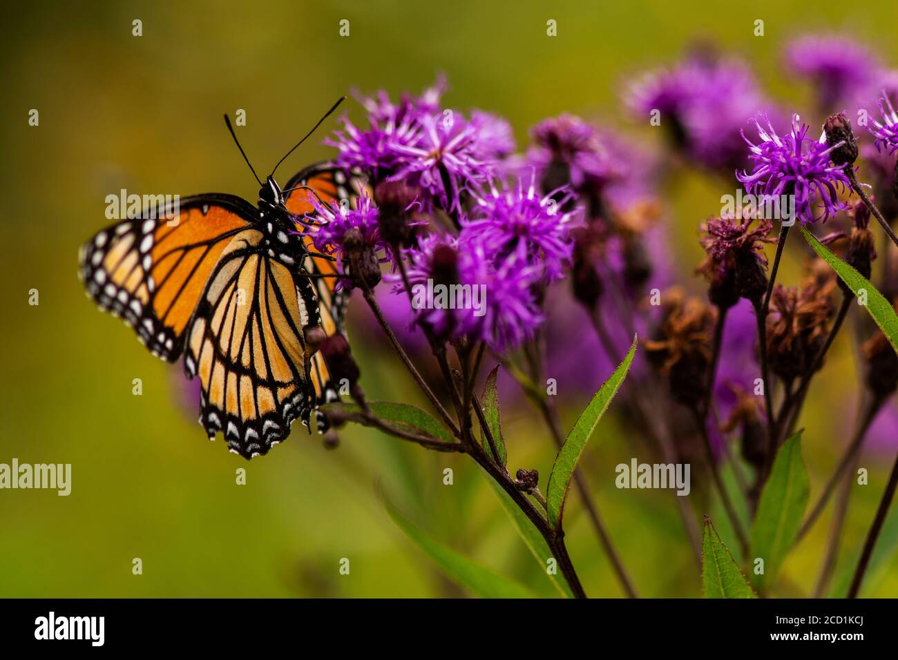 A Monarch Butterfly (Danaus plexippus) perched on a wild flower. Stock Photo