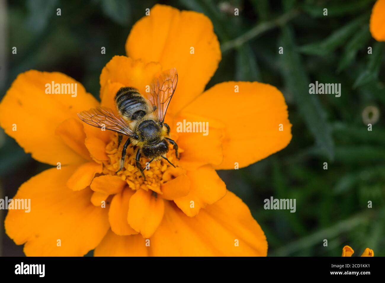 Honey Bee (Apis mellifera) feeding on nectar on a marigold plant. Stock Photo