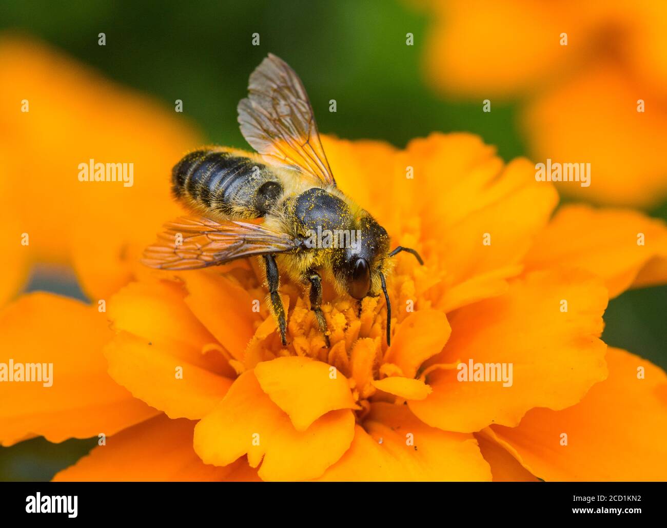 Honey Bee (Apis mellifera) feeding on nectar on a marigold plant. Stock Photo