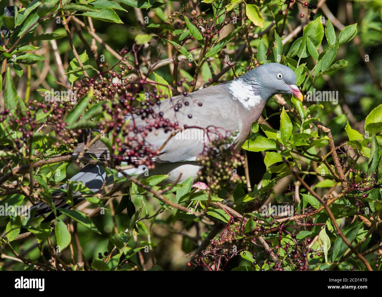 Wood pigeon (Columba palumbus) feeding on elderberries Stock Photo