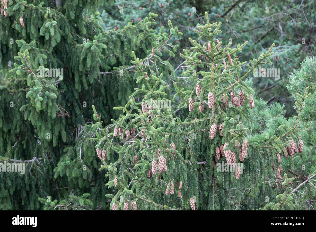 cones on the top of a spruce tree Stock Photo