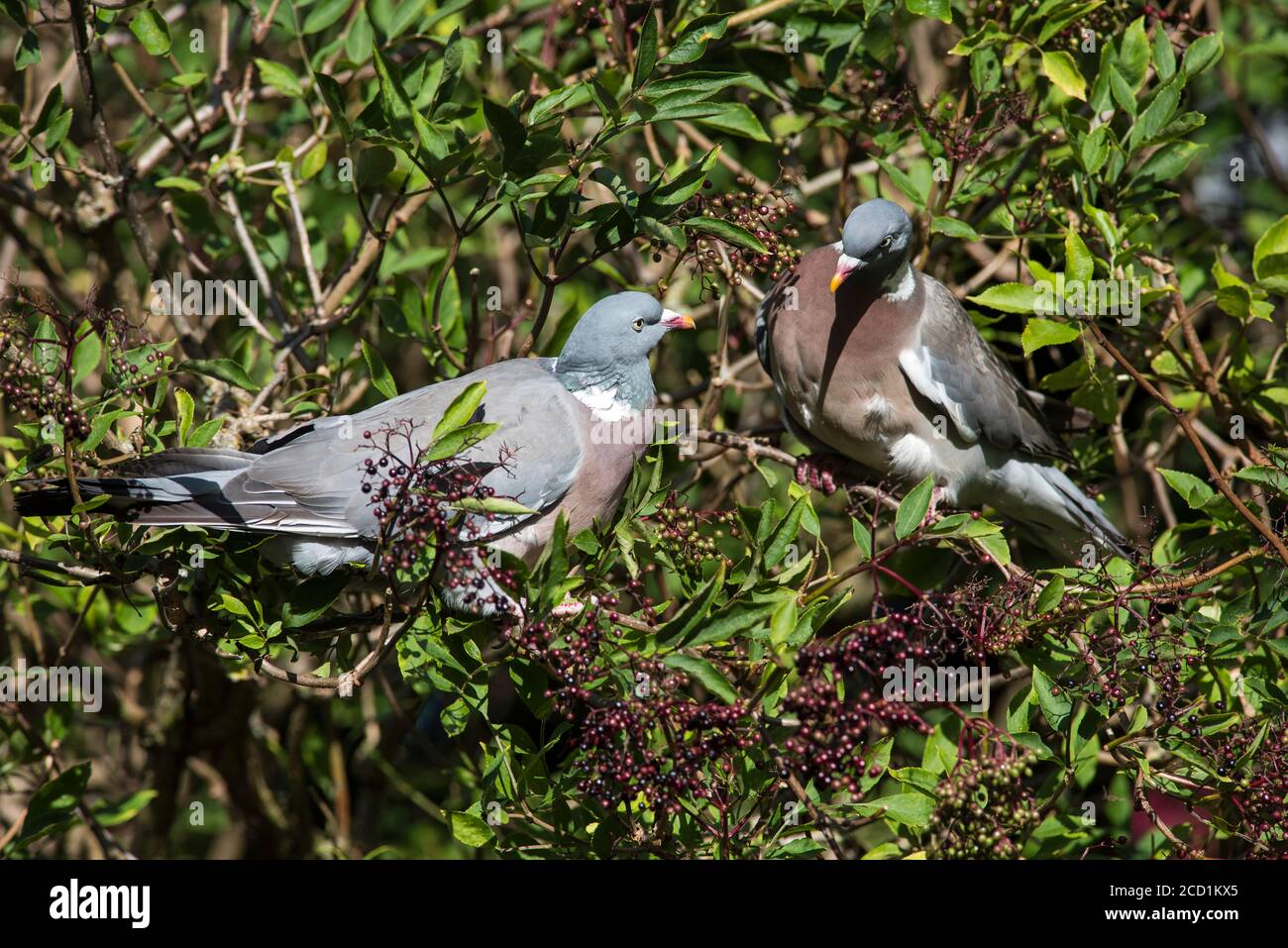 Wood pigeon (Columba palumbus) feeding on elderberries Stock Photo