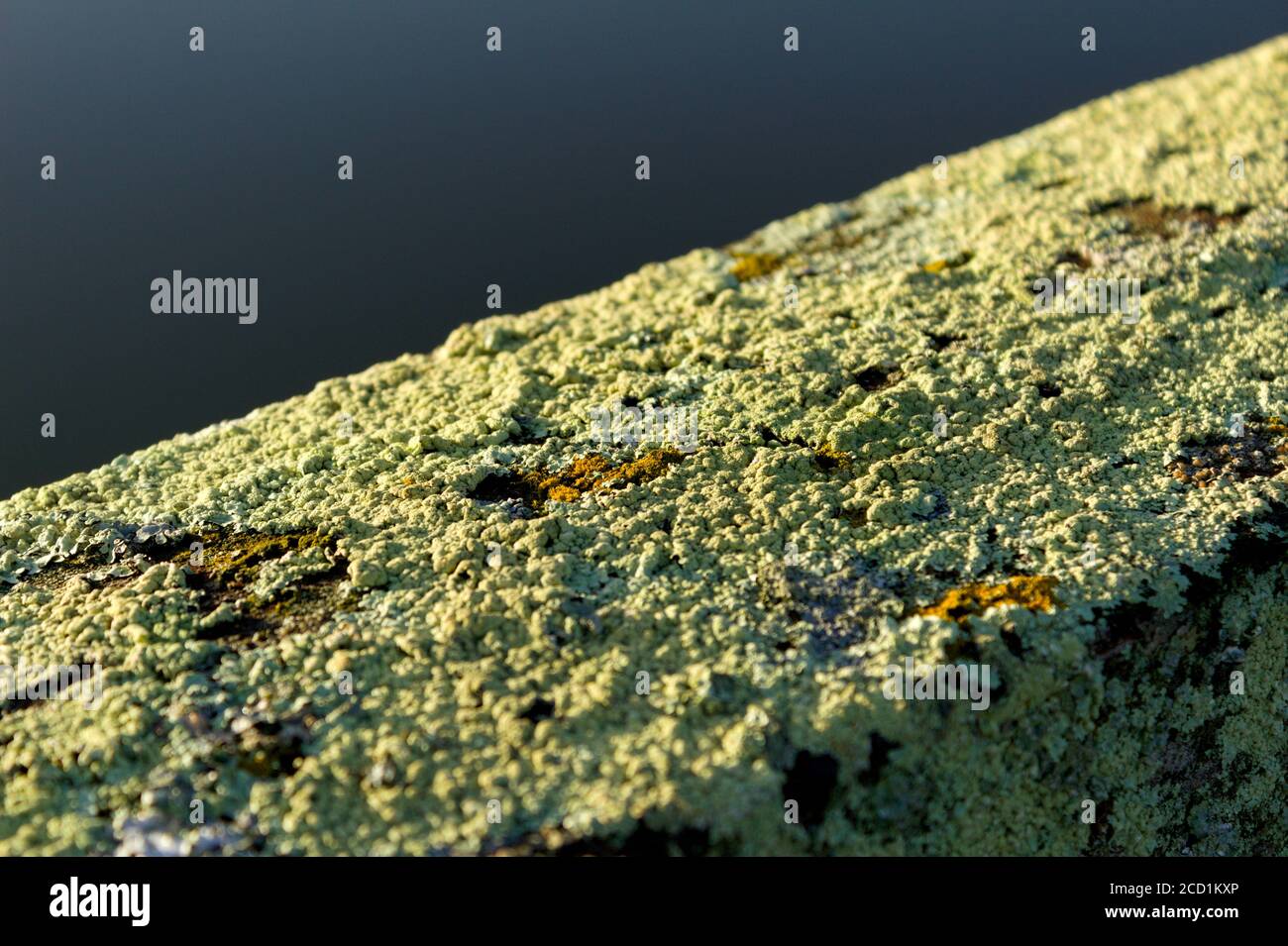 lichen growing on a wooden bream Stock Photo