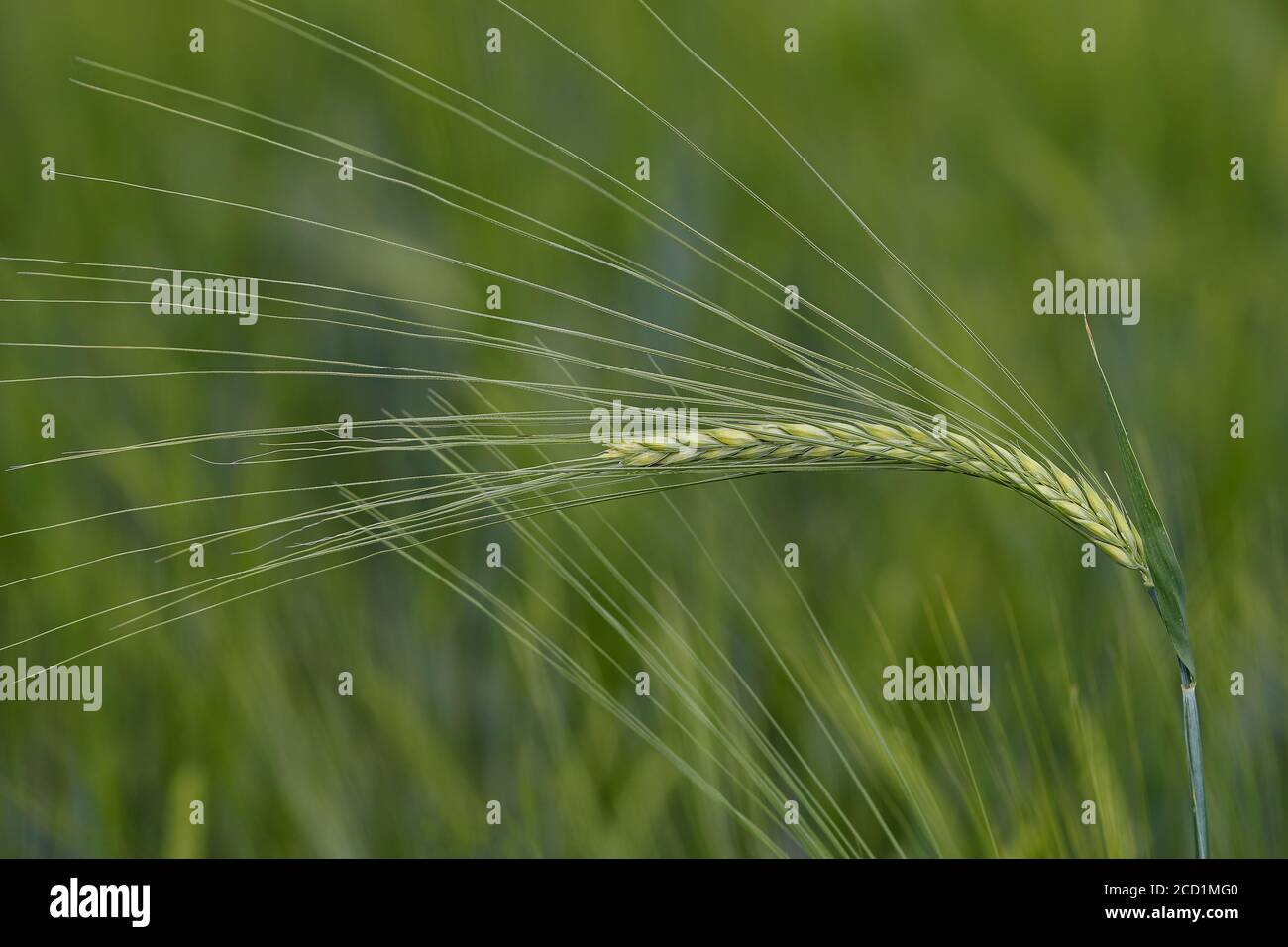 Rye field cereal growing crop hi-res stock photography and images - Alamy