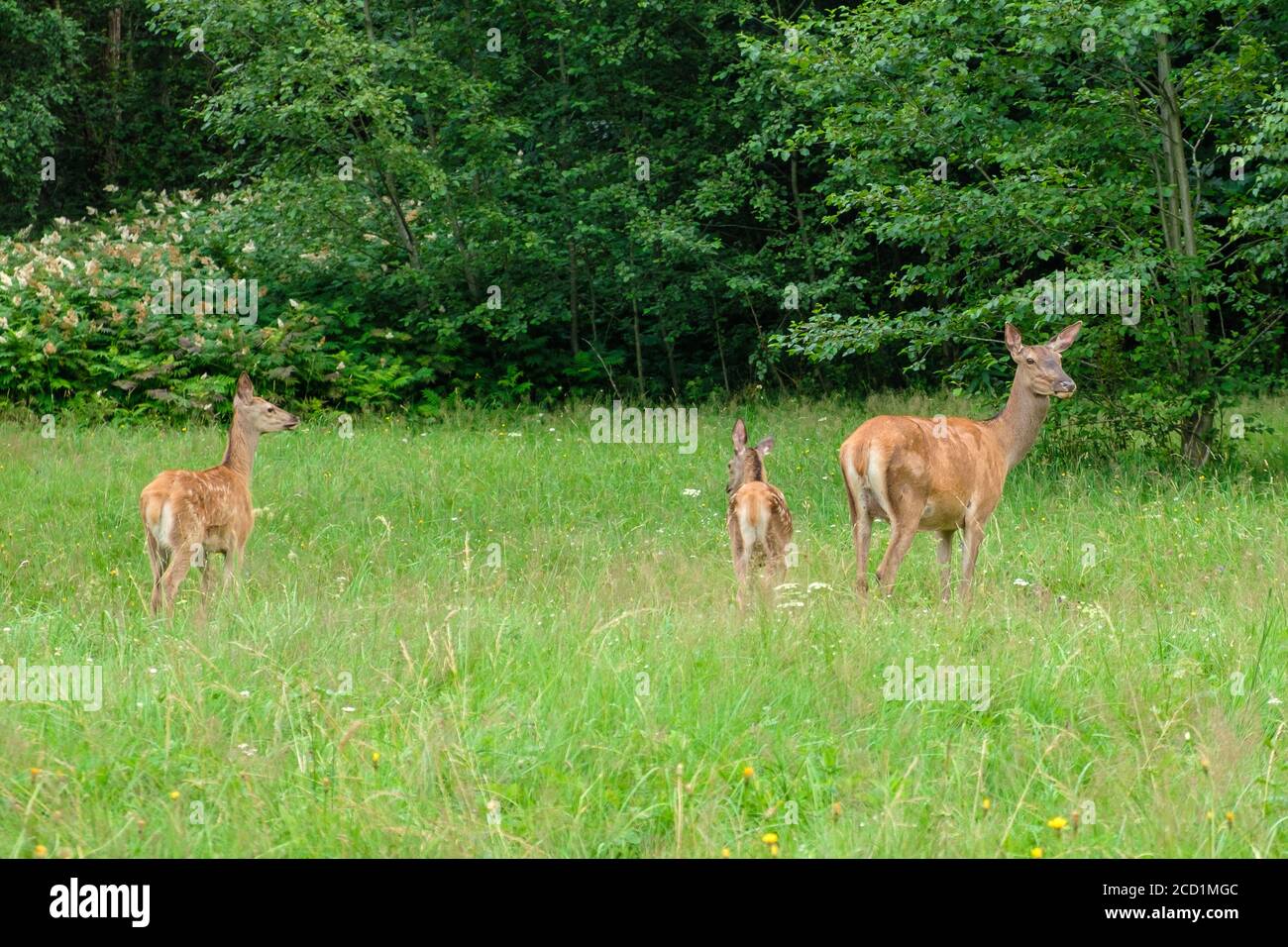 Family of deer grazing in a meadow with green grass. Deer eating in the forest. Wildlife concept  Stock Photo