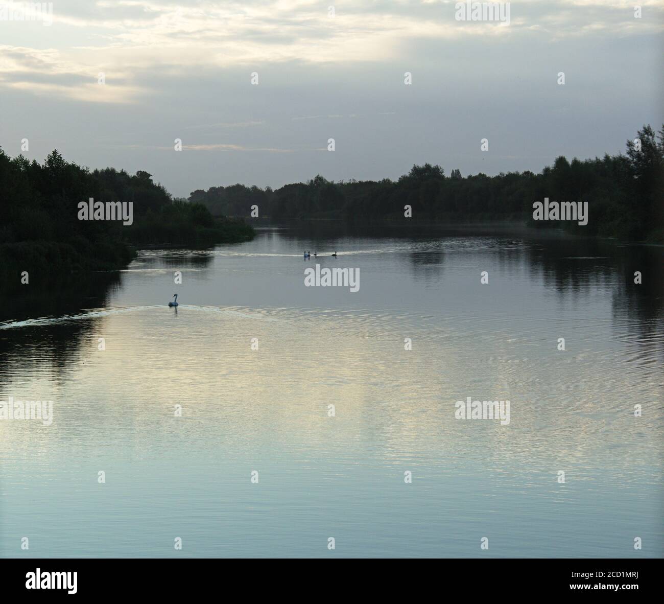 Swan on the Jubilee River, UK Stock Photo Alamy