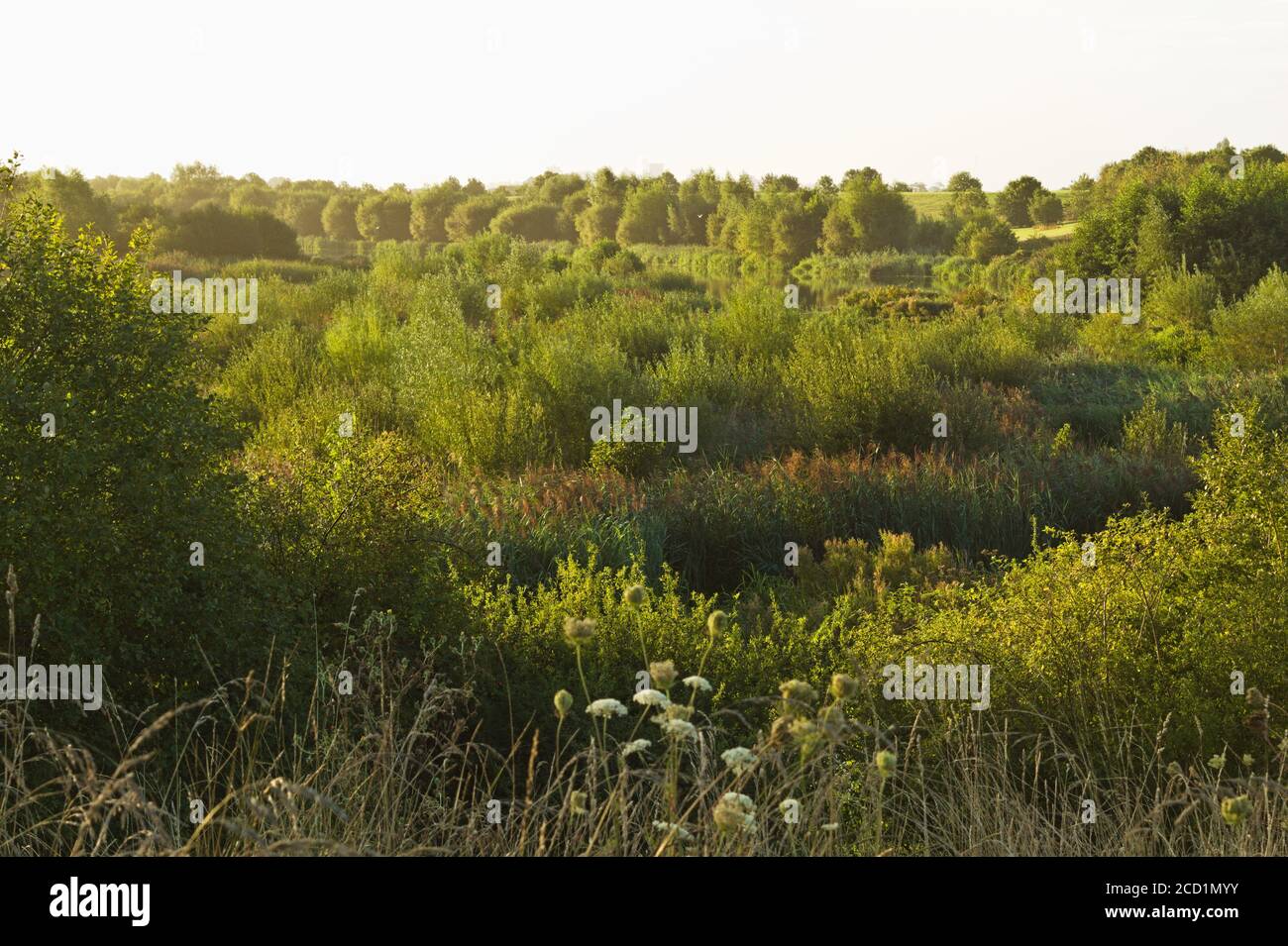 the Dorney Wetlands Stock Photo