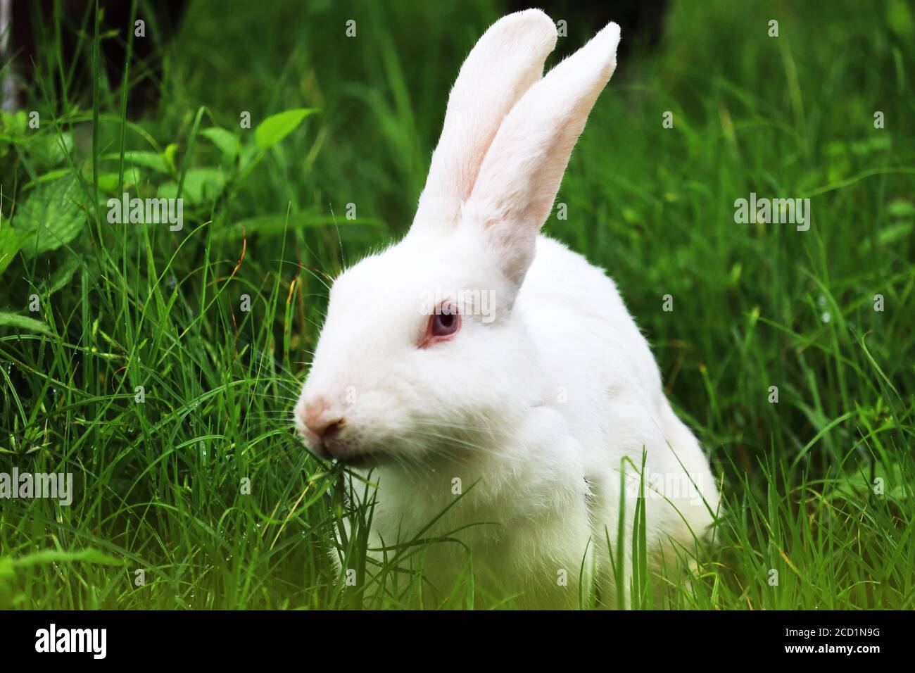Conspicuous Yellow Rabbit Flemish giant rabbit yellow hi-res stock photography and images - Alamy