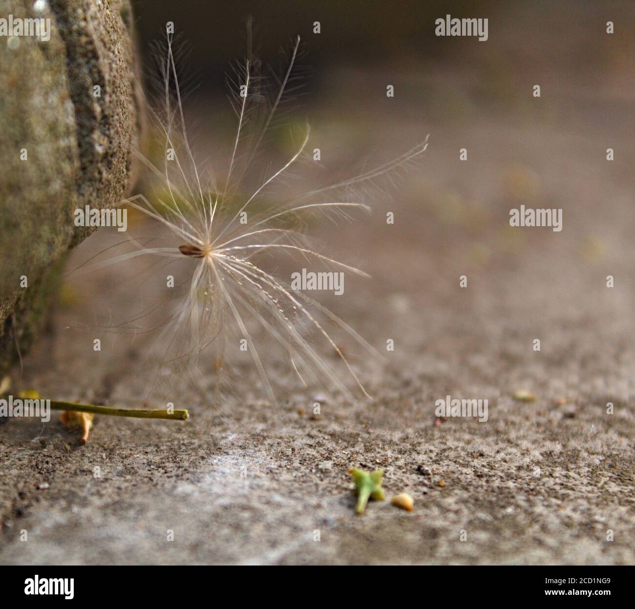dandelion seeds on the wind Stock Photo