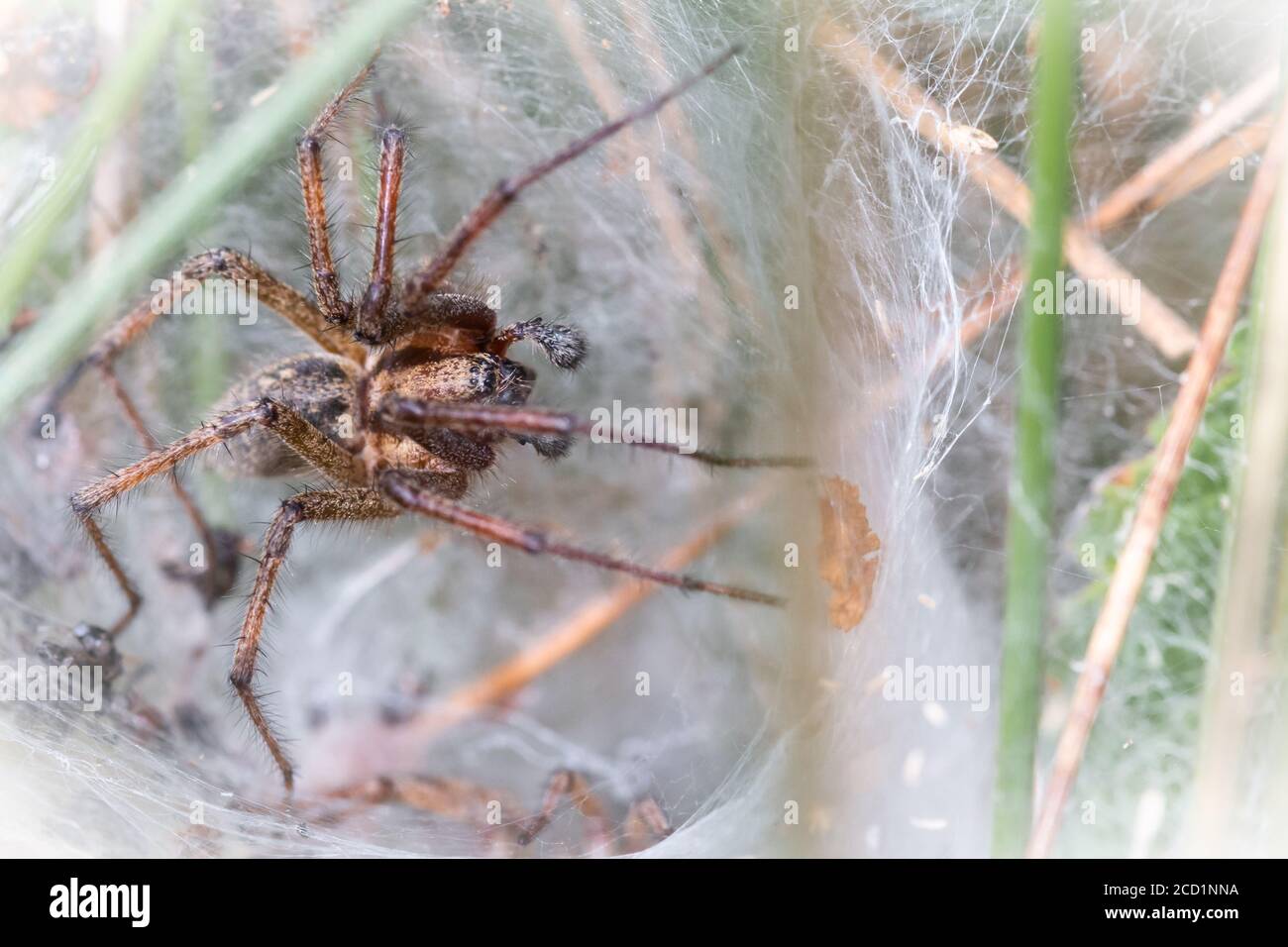 The male labyrinth spider (Agelena labyrinthica) sits at the tunnel entrance where a female lurks below Stock Photo