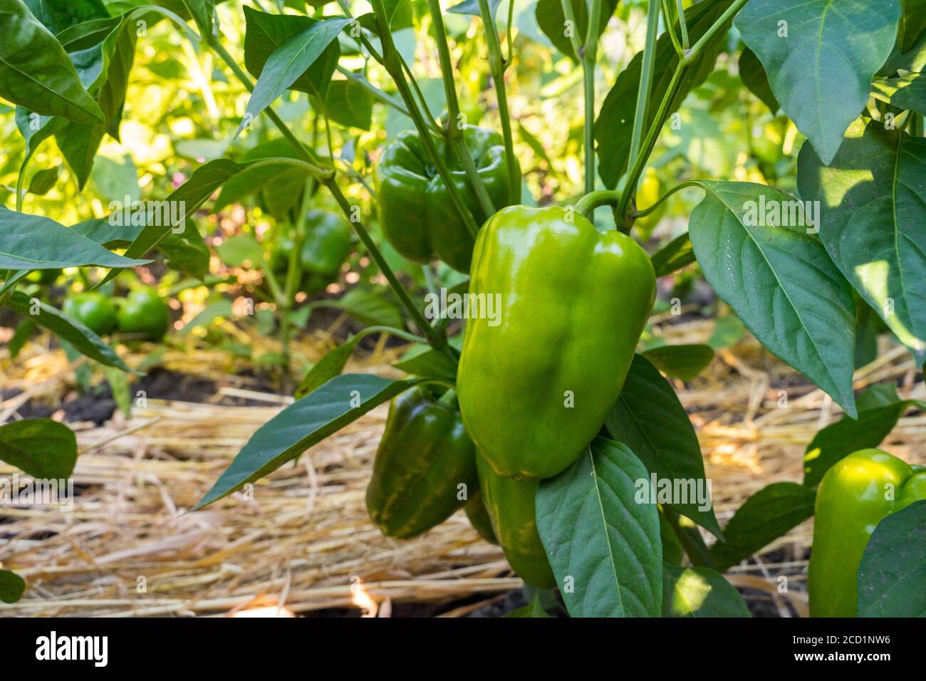 Paprika growing in a field hi-res stock photography and images - Alamy