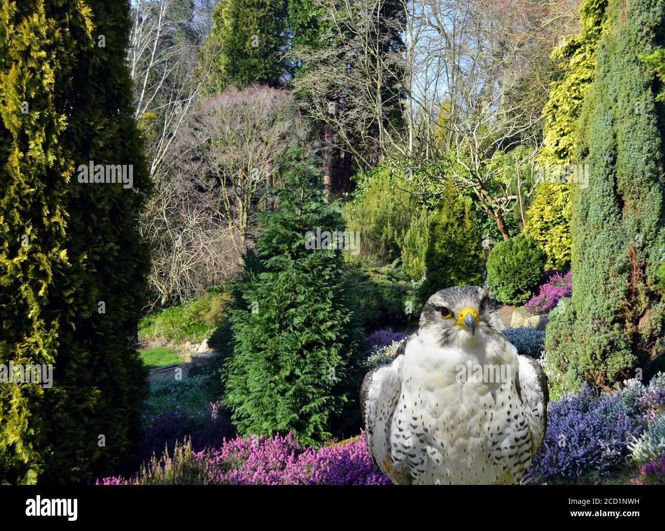 Peregrine falcon Latin name falco peregrinus in Fletcher Moss Botanical Gardens Stock Photo