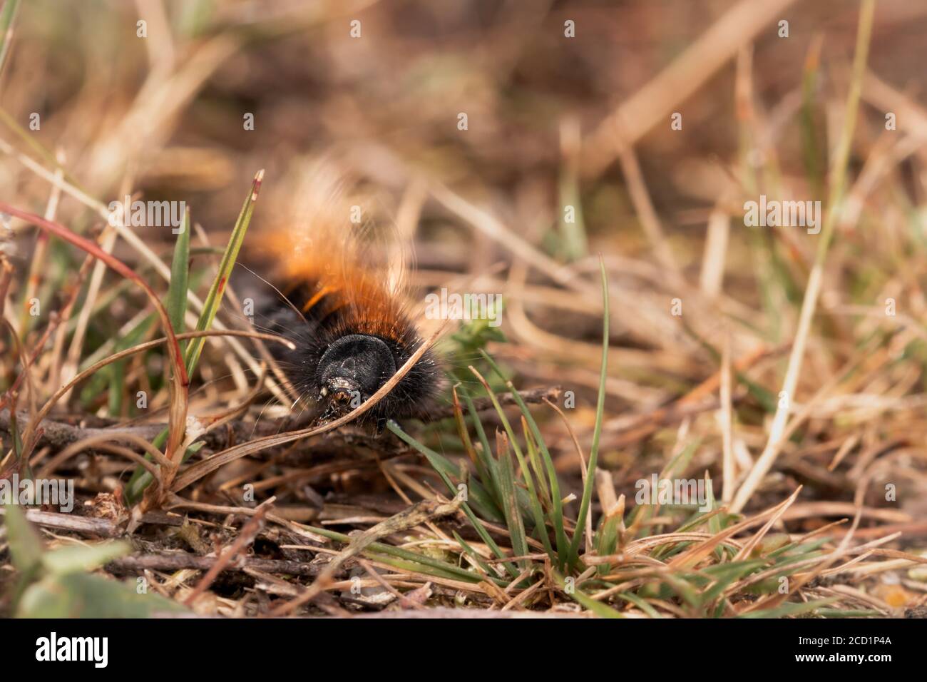 The fox moth caterpillar (Macrothylacia rubi) struggles over the grassy path it is crossing Stock Photo