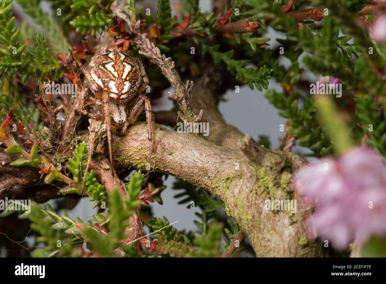The bordered orb web spider (Neoscona adianta) hides from the light amongst the heather (Calluna vulgaris) flowers at Cavenham Stock Photo