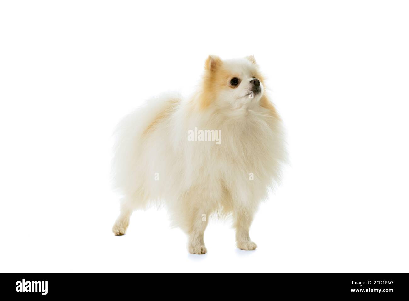 Page 4 White Pomeranian High Resolution Stock Photography And Images Alamy Page 4 White Pomeranian High Resolution Stock Photography And Images Alamy