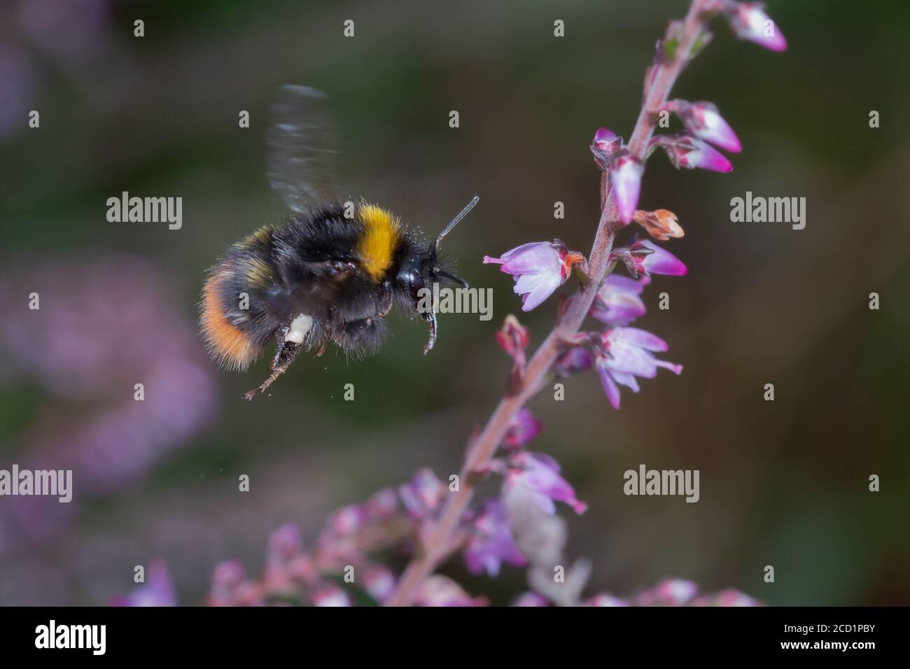 A bumblebee flies between the heather (Calluna vulgaris) flowers looking for food Stock Photo