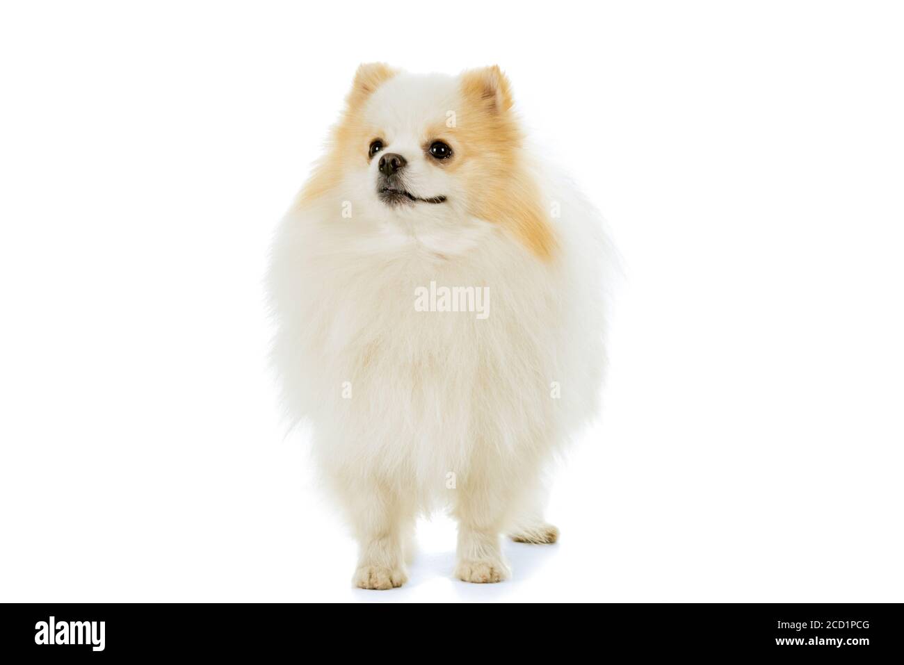 Cream and white Pomeranian - Dwarf Spitz dog isolated on a white background Stock Photo
