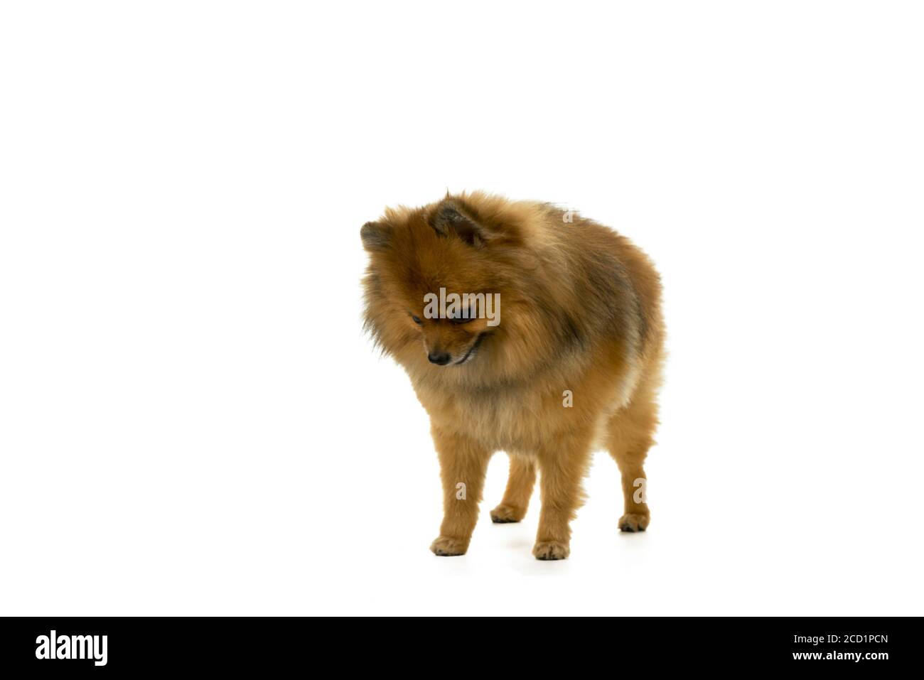 Brown Pomeranian - Dwarf Spitz dog isolated on a white background Stock Photo
