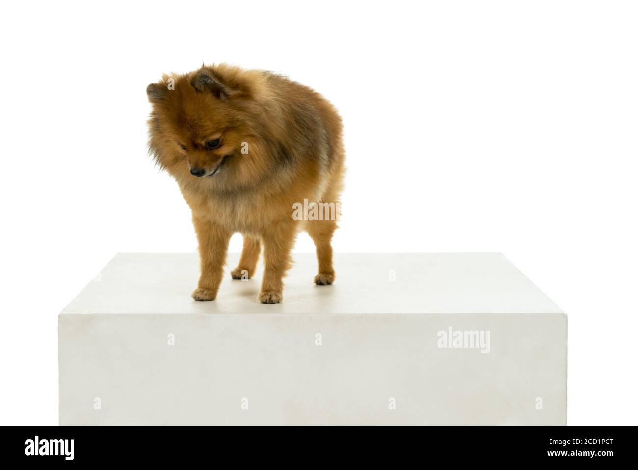 Brown Pomeranian - Dwarf Spitz dog isolated on a white background Stock Photo
