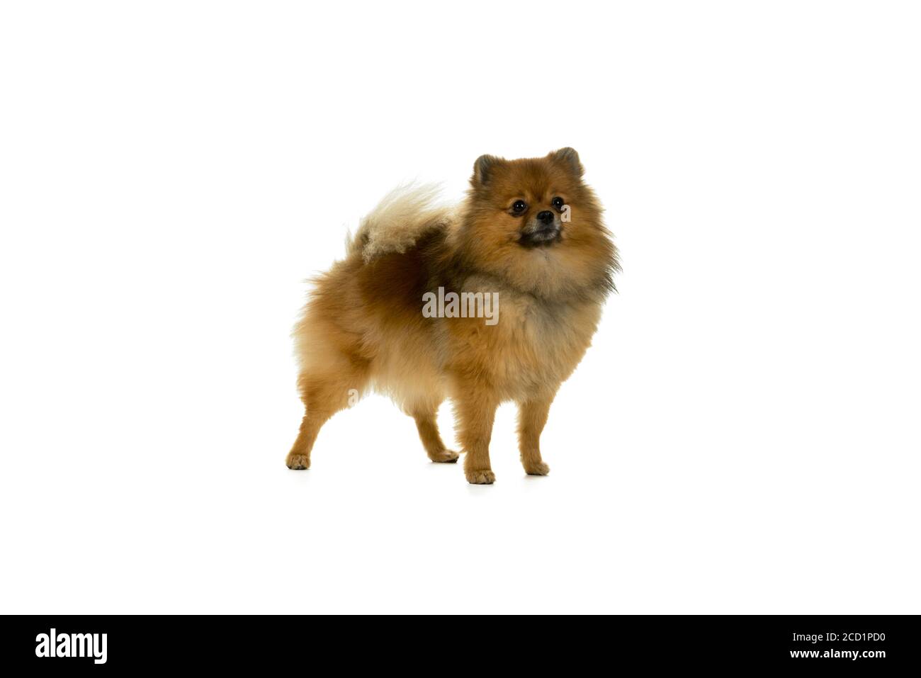 Brown Pomeranian - Dwarf Spitz dog isolated on a white background Stock Photo