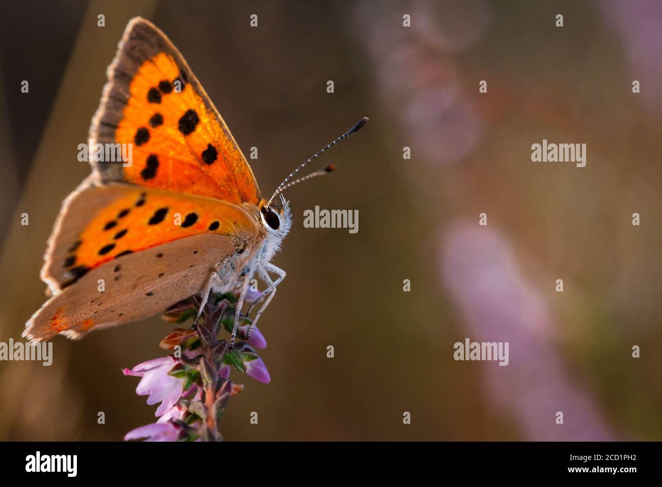 A small copper butterfly (Lycaena phlaeas) sitting on the heather flowers stretches its wings before flying in through the Suffolk heathland Stock Photo